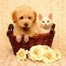 whiterock73@msn.com