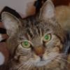 fatcat@lawyer.com