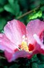 mcranberra@yahoo.com