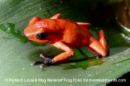 alittletreefrog
