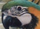pybasj