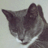KittieKat