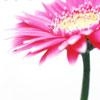 Profile picture for user greenasian@gmail.com